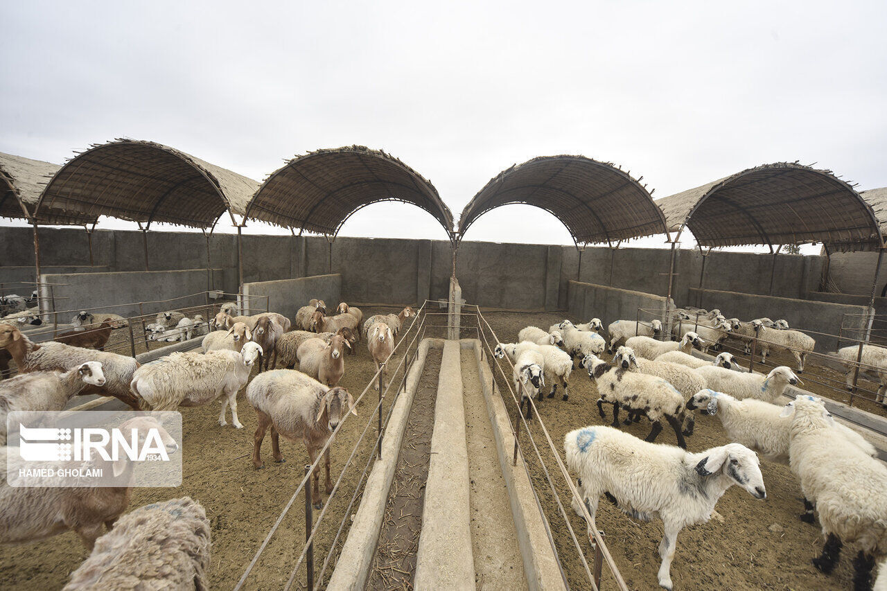 سرمایهگذاری۱۶۰ میلیارد تومانی برای تکمیل زنجیره ارزش دامپروری البرز