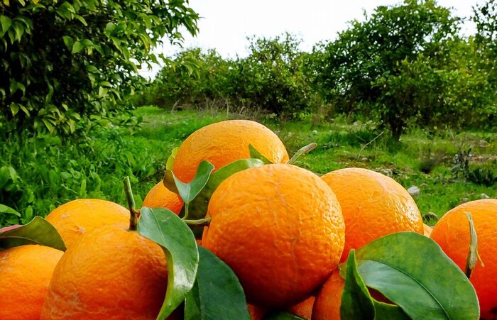 چهار هزار تن محصولات کشاورزی از نوشهر صادر شد