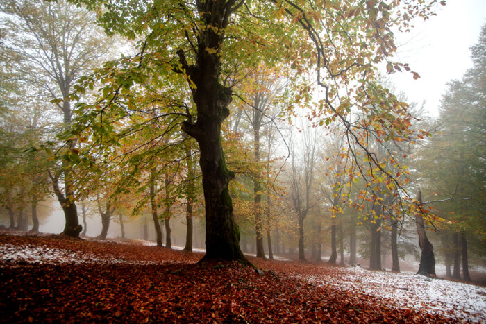 بابلیها ۴۷ هزار اصله نهال غرس کردند