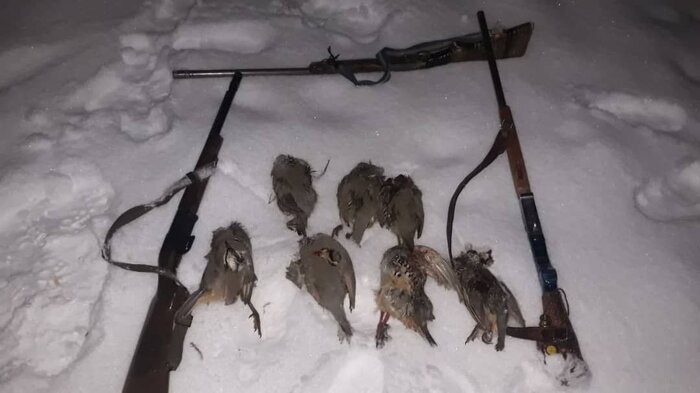 جدال کبک با شکارچیان در زمستان خراسان‌شمالی