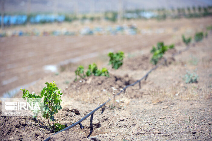 ۵۵ هزار هکتار از اراضی کشاورزی مازندران به سامانههای نوین آبیاری مجهز شد