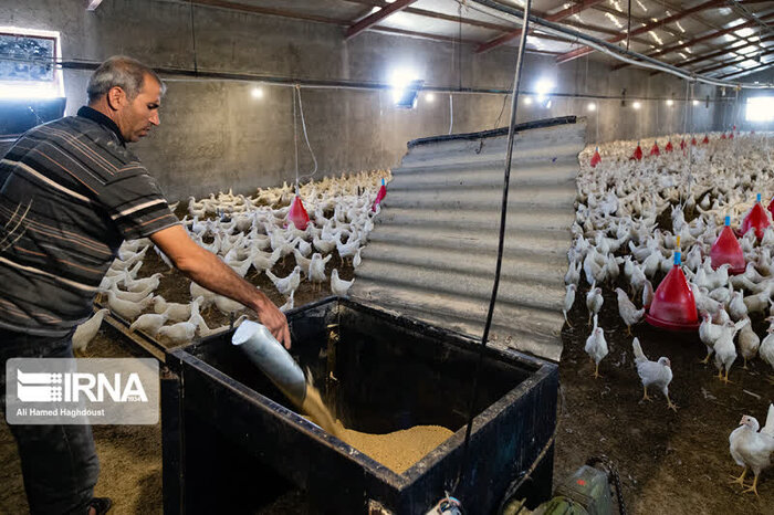 عرضه روزانه ۱۷ هزار قطعه مرغ در مراغه