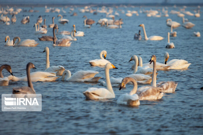 سفرهآرایی برای مهمانان سیبری