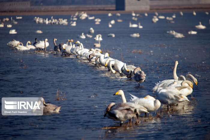 سفرهآرایی برای مهمانان سیبری