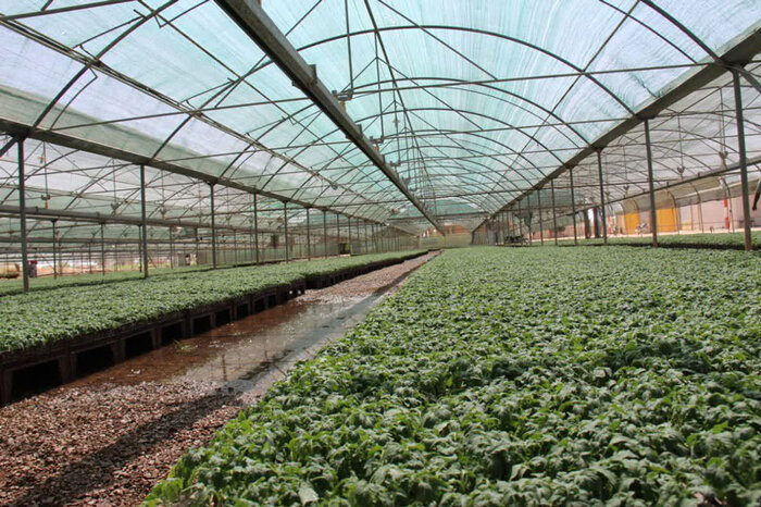 ۵ میلیون دلار صرفه‌جویی ارزی با تولید بذر پایه در اصفهان