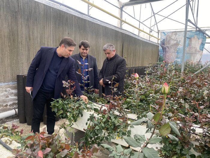 آذربایجان شرقی ۳۶ هکتار گلخانه گیاهان زینتی دارد