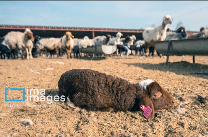 اخبار کوتاه اردبیل/طرح آبیاری قطره‌ای در شهرستان انگوت افتتاح شد
