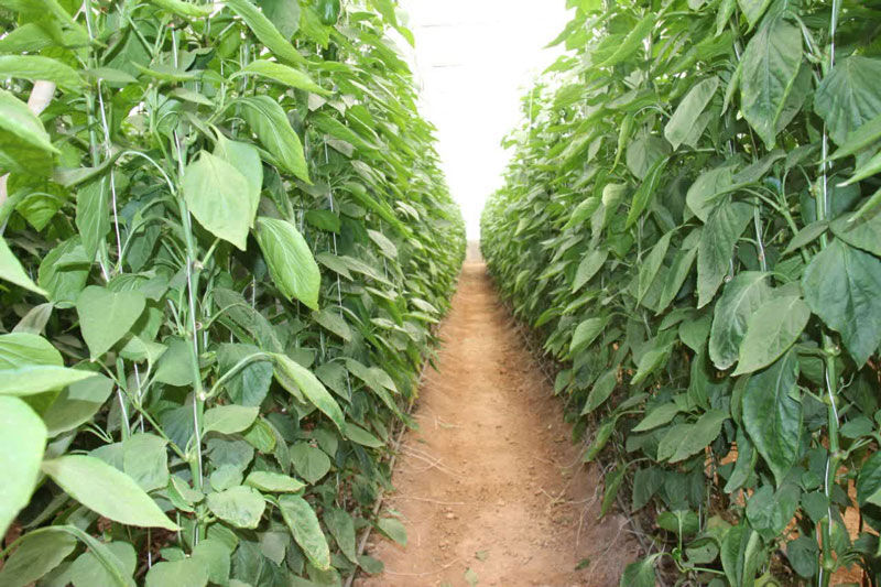 صدرنشینی آذربایجانغربی در تولید نهال و بذر گواهیشده کشور