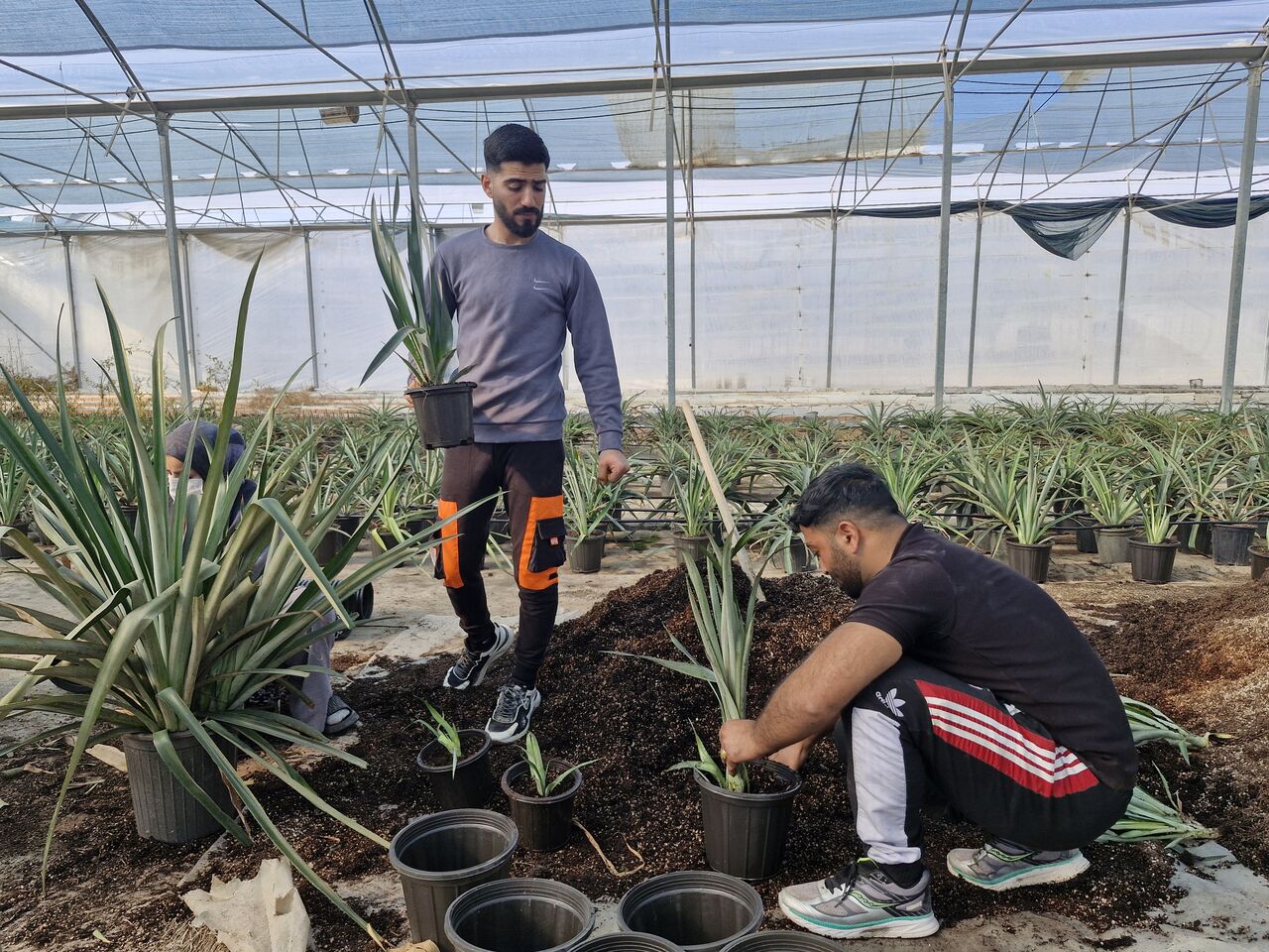 معجزه در اراضی شور؛ کشت آناناس در آق‌قلا برای اولین بار+ فیلم