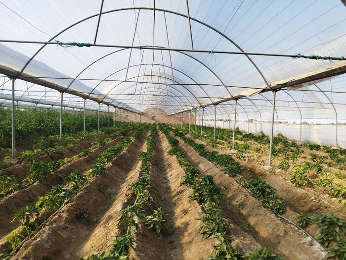  گلخانه های صنعتی شهرستان زهک 