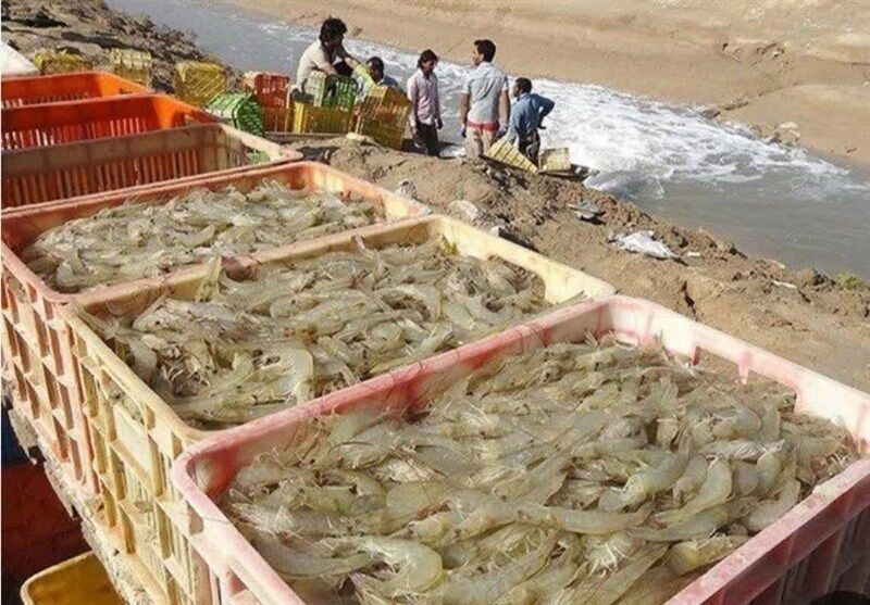 تولید میگوی پرورشی در بوشهر ۸۰ درصد افزایش یافت/ کسب مقام نخست کشور تولید میگوی پرورشی در بوشهر ۸۰ درصد افزایش یافت/ کسب مقام نخست کشور