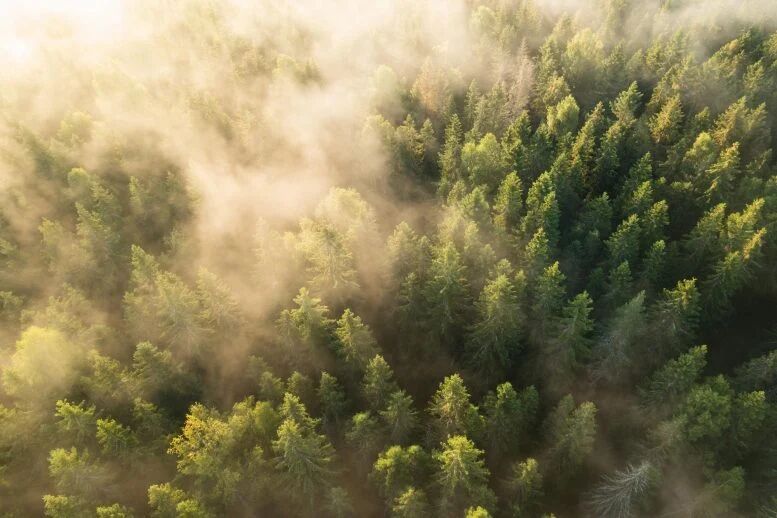 جنگلهای جهان در حال از دستدادن باارزشترین درختان خود هستند