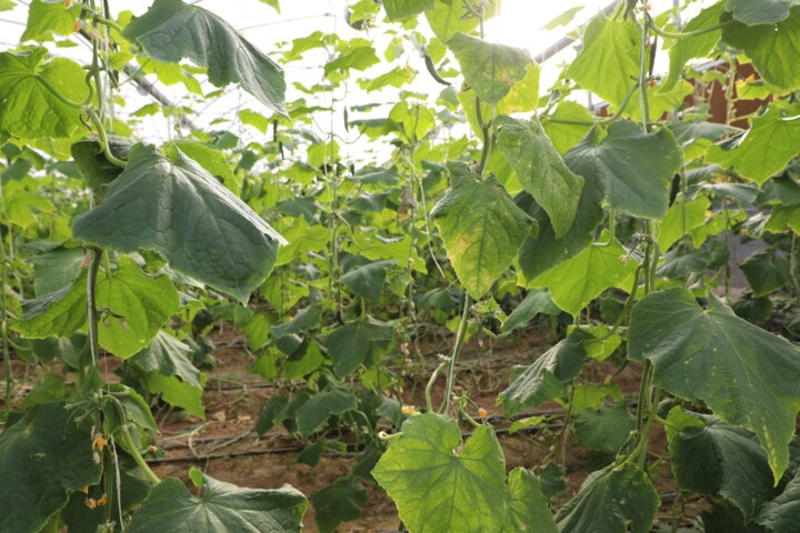 غلبه شکوفایی و باروری تولیدات بر محرومیت روستاهای مازندران