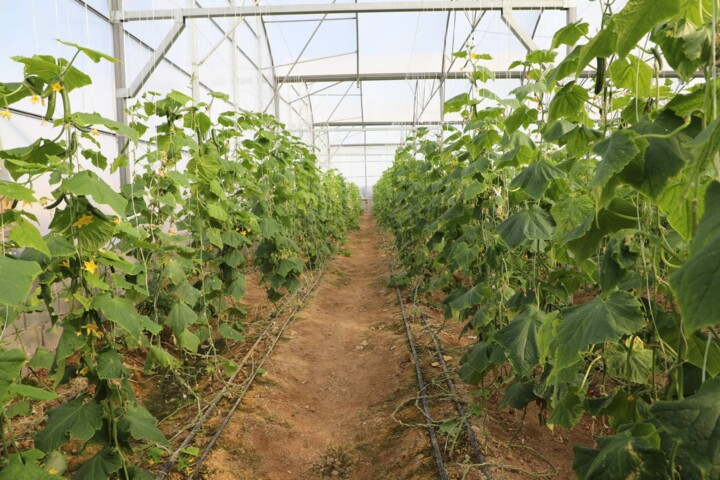 وزیر جهاد کشاورزی: انبارها پُرتر از پارسال است