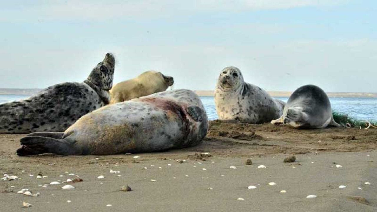 سطح آبگرفتگی دریاچه ارومیه به ۱۶ درصد رسید/تدوین تقویمی دقیق برای رهاسازی حقابه تالابها