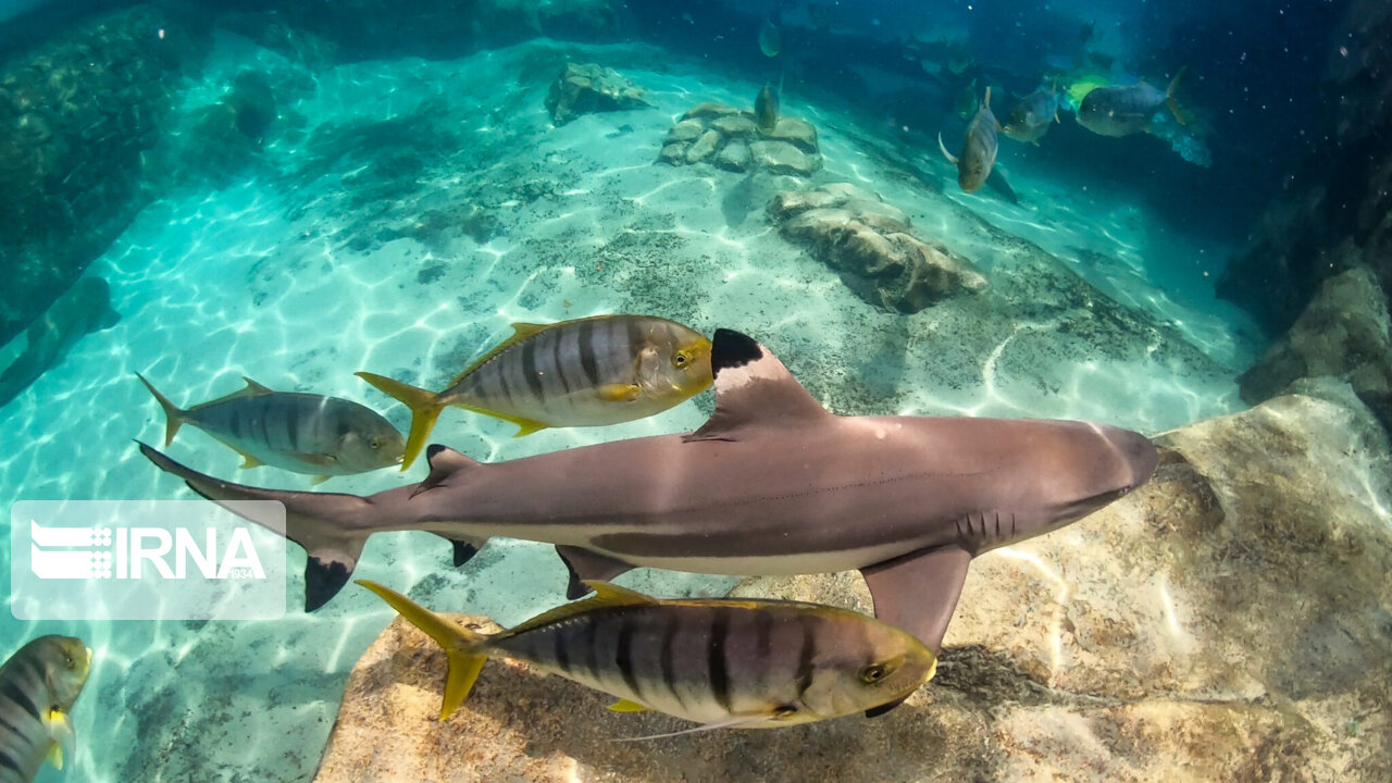 سطح آبگرفتگی دریاچه ارومیه به ۱۶ درصد رسید/تدوین تقویمی دقیق برای رهاسازی حقابه تالاب‌ها