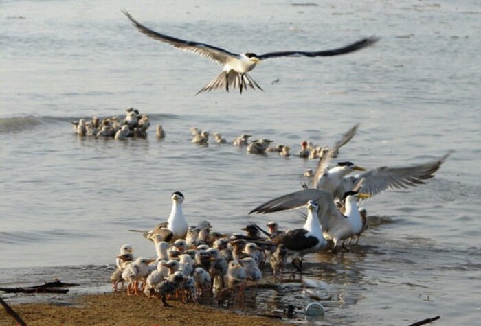 تالاب" حله" بوشهر، گهواره تنوع زیستی نیازمند مدیریت یکپارچه و مشارکت جوامع محلی