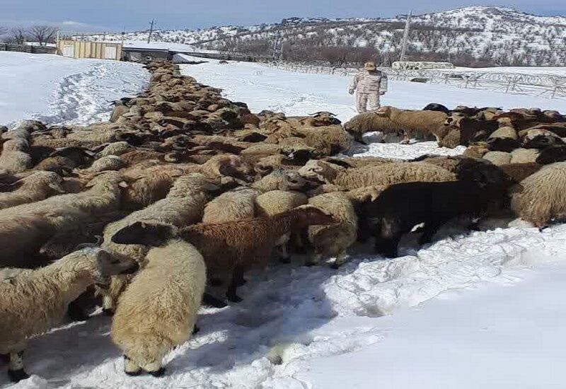 کشف ۵۵۴ راس دام قاچاق در نوار مرزی هنگ بانه