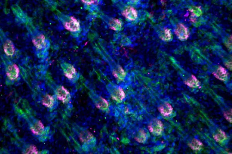 چرا بدن در زمان آسیب، رشد مو را متوقف میکند
