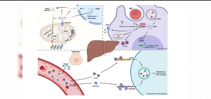 محافظت از لوزالمعده در برابر دیابت: پیوند شگفتانگیز آهن و انسولین