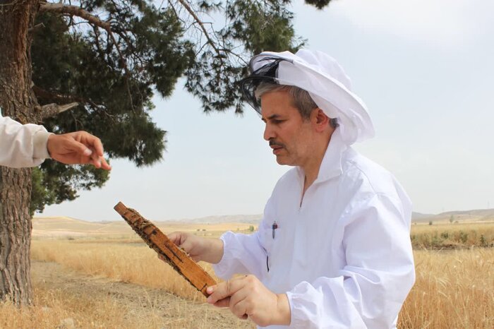 نژاد زنبور عسل ایرانی حفظ شد