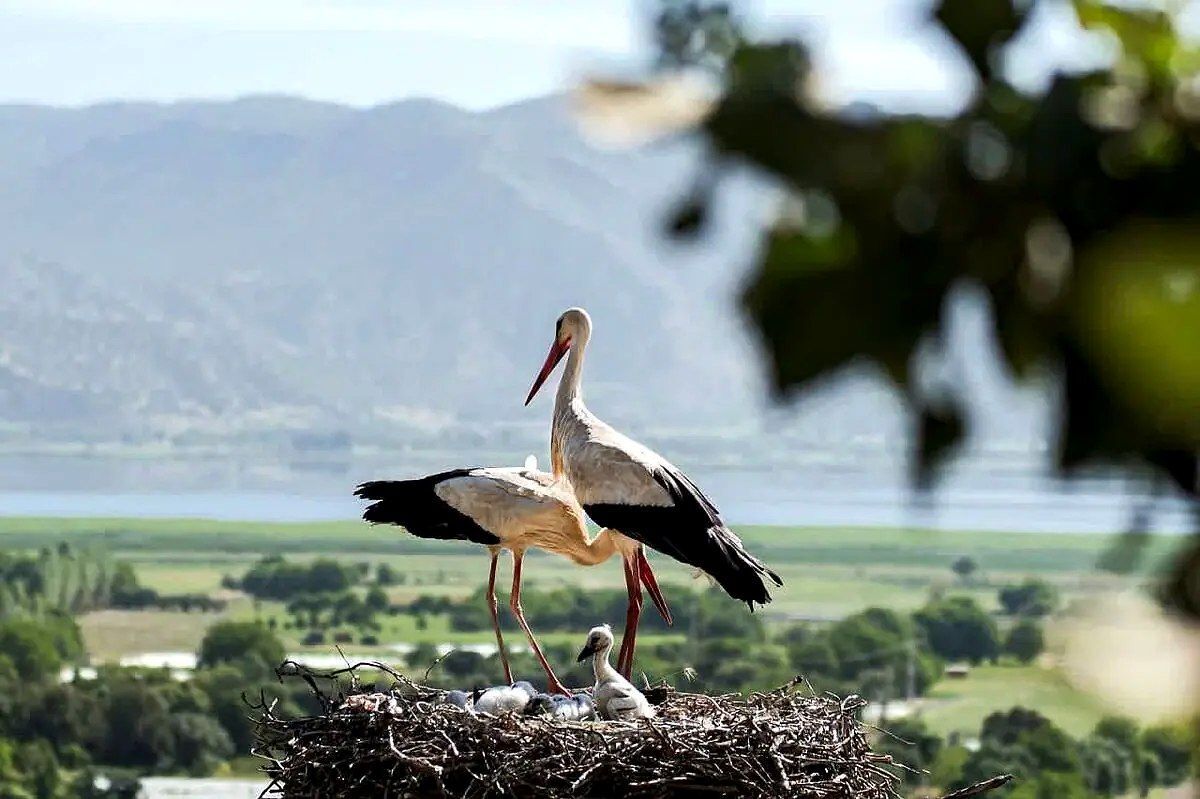 بازگشت لکلکها نماد تاریخی زیستپرندگان در ملک ری +فیلم بازگشت لکلکها نماد تاریخی زیستپرندگان در ملک ری +فیلم