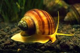 حلزونی که چشم خود را بازسازی میکند؛ امیدی تازه برای ترمیم بینایی انسان