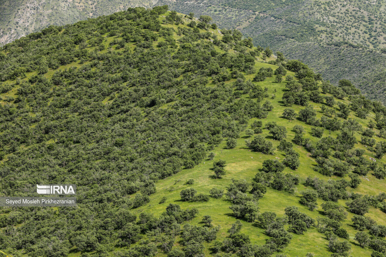 آموزش، پژوهش و حفاظت؛ ماموریت پردیس جنگل میرآباد در قلب زاگرس