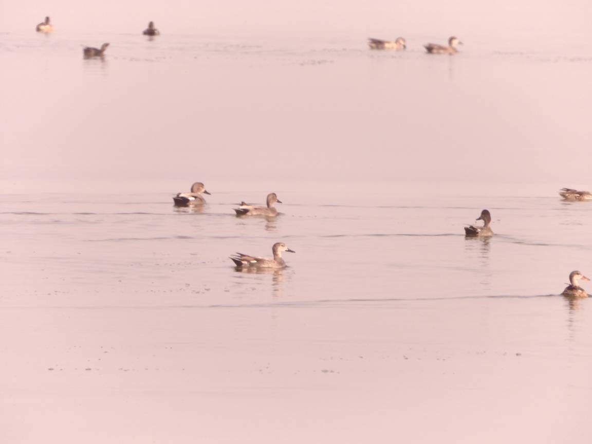 ثبت ۱۴۱ هزار قطعه پرنده مهاجر در سرشماری زمستانه تالابهای خوزستان
