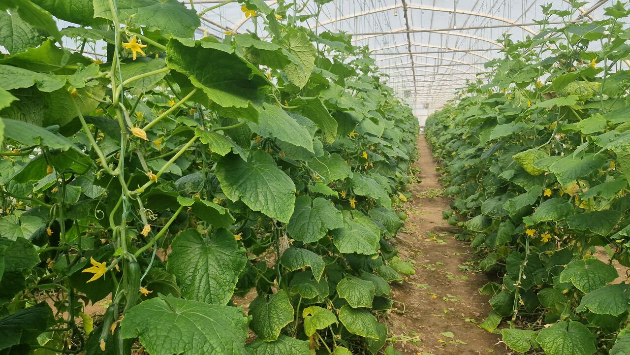 معجزه آب و ثروت؛ الگوی موفق کشاورزان علیآباد در مقابله با خشکسالی+ فیلم