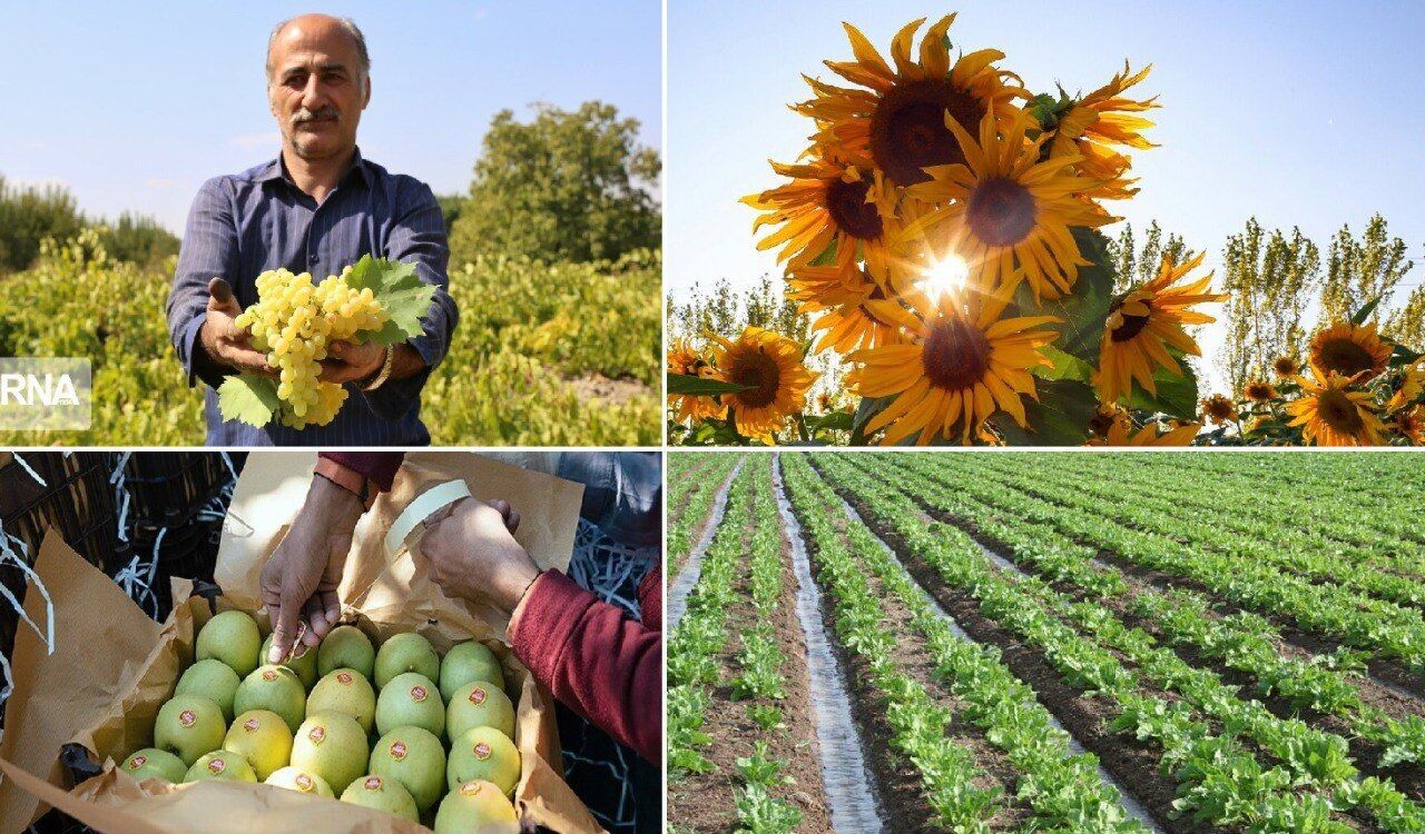 فیلم / مزیتهای توسعه کشاورزی با نگاه به فناوریهای نوین از زبان استاندار آذربایجانغربی