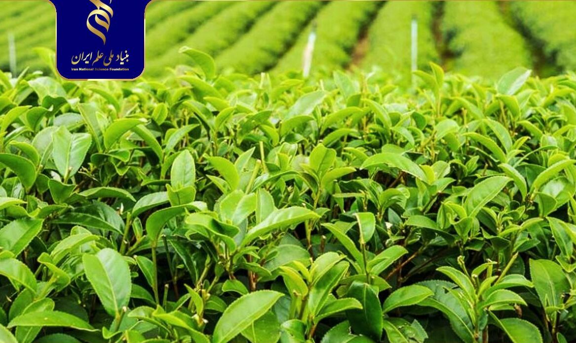 شناسایی ویروس‌های آلوده‌کننده گیاه چای