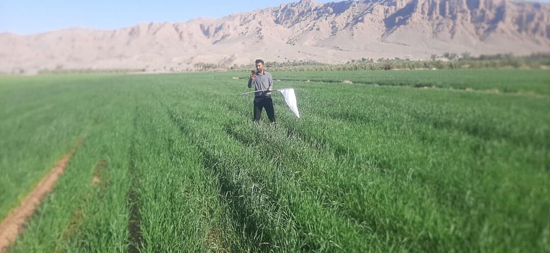 سن‌زدگی گندم در آذربایجان شرقی ۵۶ درصد کاهش یافت