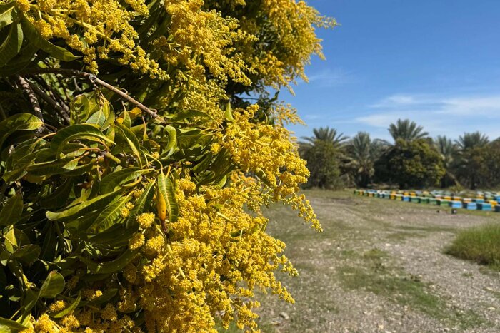 برداشت انبه «کال» در هرمزگان؛ طلای سبز صنایع تبدیلی ایران