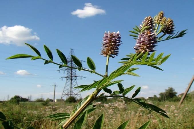 شیرینبیان مشهور؛ دارویی در خاک مرغوب کرمان