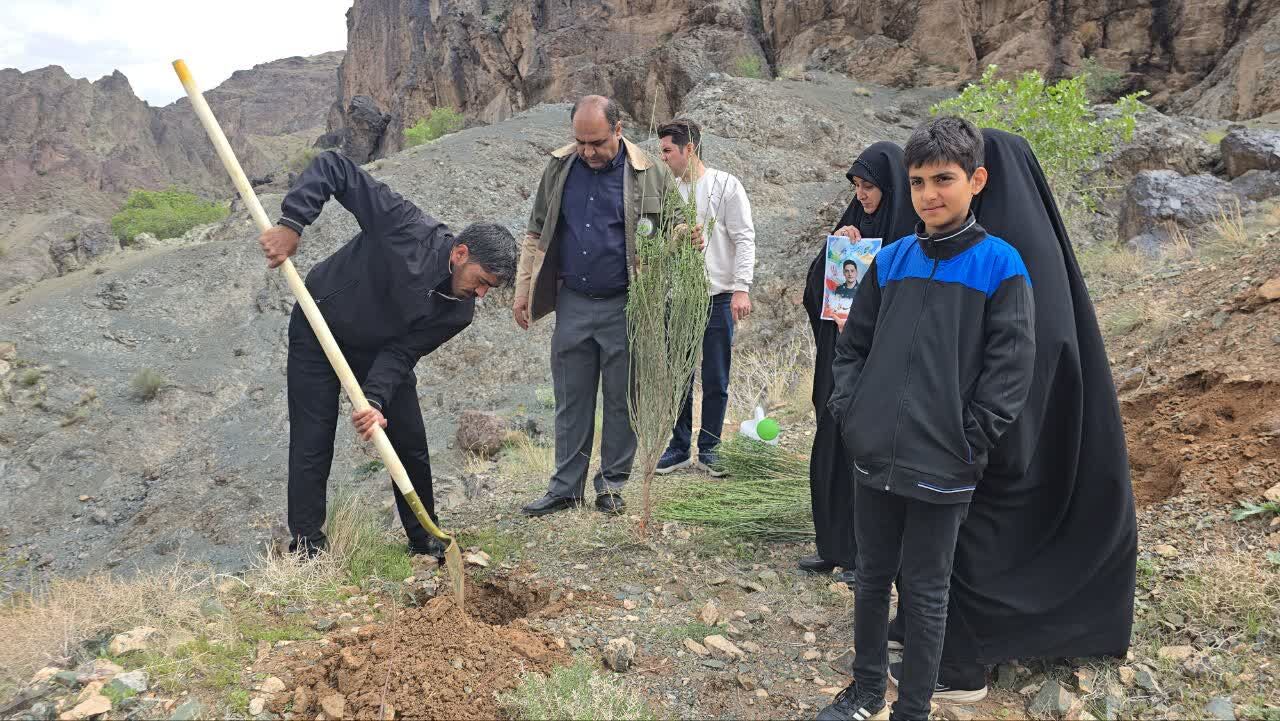 کاشت هزار و ۵۰۰ اصله نهال در خراسانجنوبی در پویش "ایستاده چون سرو" کاشت هزار و ۵۰۰ اصله نهال در خراسانجنوبی در پویش "ایستاده چون سرو"