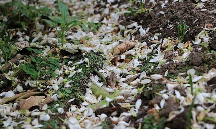 بازگشت زودهنگام عطر بهارنارنج به خیابان های مازندران
