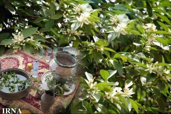 بوی بهشت در دیار بهار نارنج