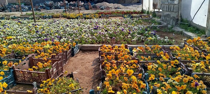 مراغه در مسیر توسعه فضای سبز شهری