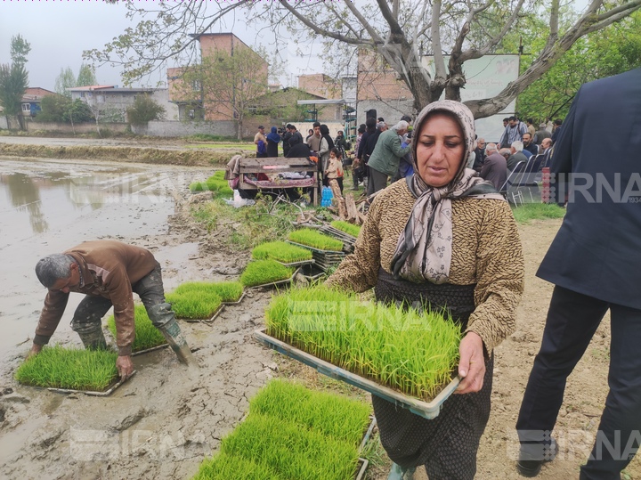 رکود بازار برنج بدون کاهش قیمت در شالیکوبی‌های مازندران