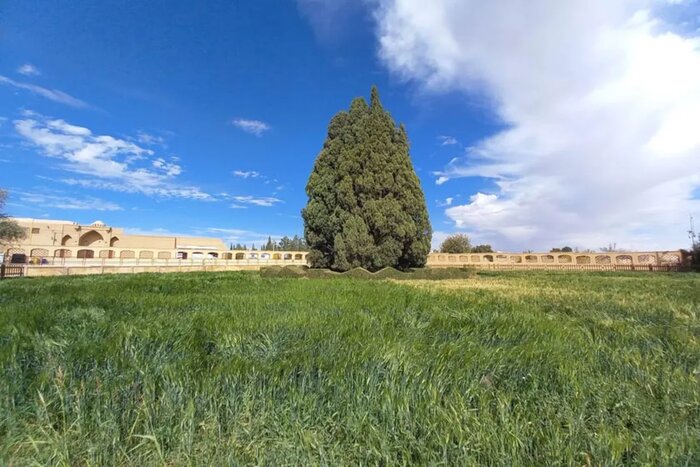 سرو ابرکوه یزد به قدمت تاریخ