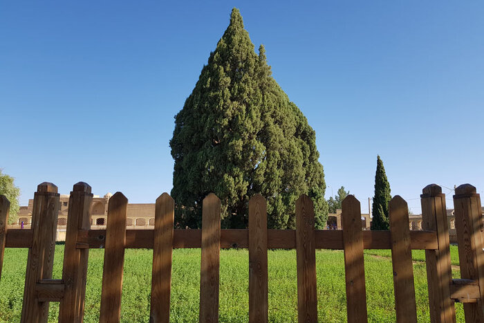 سرو ابرکوه یزد به قدمت تاریخ