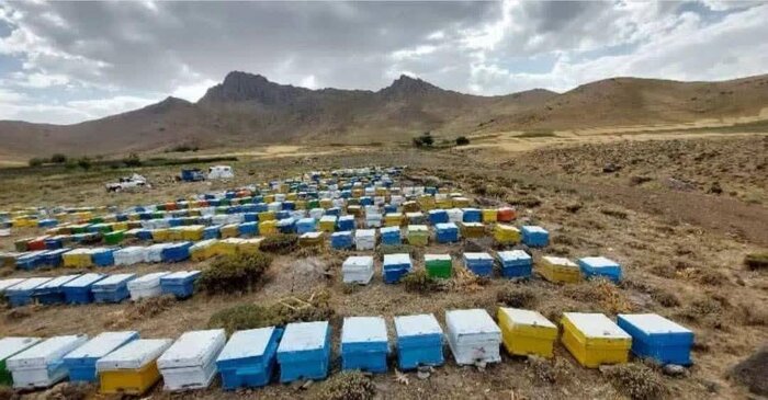 برداشت ۵۰ تن عسل بهاره در بستک؛ سالی طلایی برای زنبورداران جنوب هرمزگان