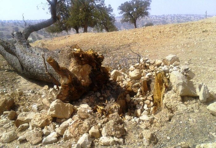 ابهامزدایی از ماجرای قطع بلوطهای دشت بَرم؛ روایت میدانی و پاسخ محیطزیست