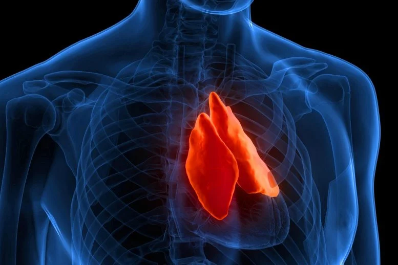 یک غده کوچک؛ کلید طول عمر و پاسخ به درمان سرطان