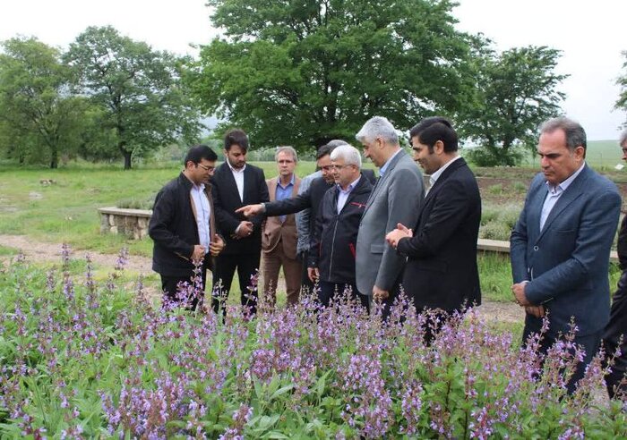 گیاهان دارویی؛ گنج پنهان درمان اقتصاد گلستان