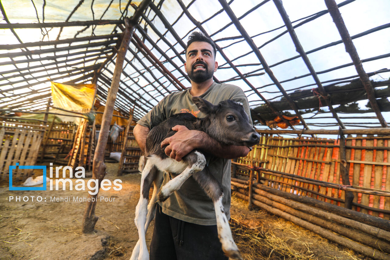 «تولید و توسعه» ریل گذاری دولت برای روستاهای مازندران