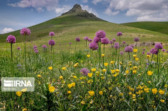 ایجاد نهالستان گیاهان دارویی اردبیل در دستور کار قرار گرفت