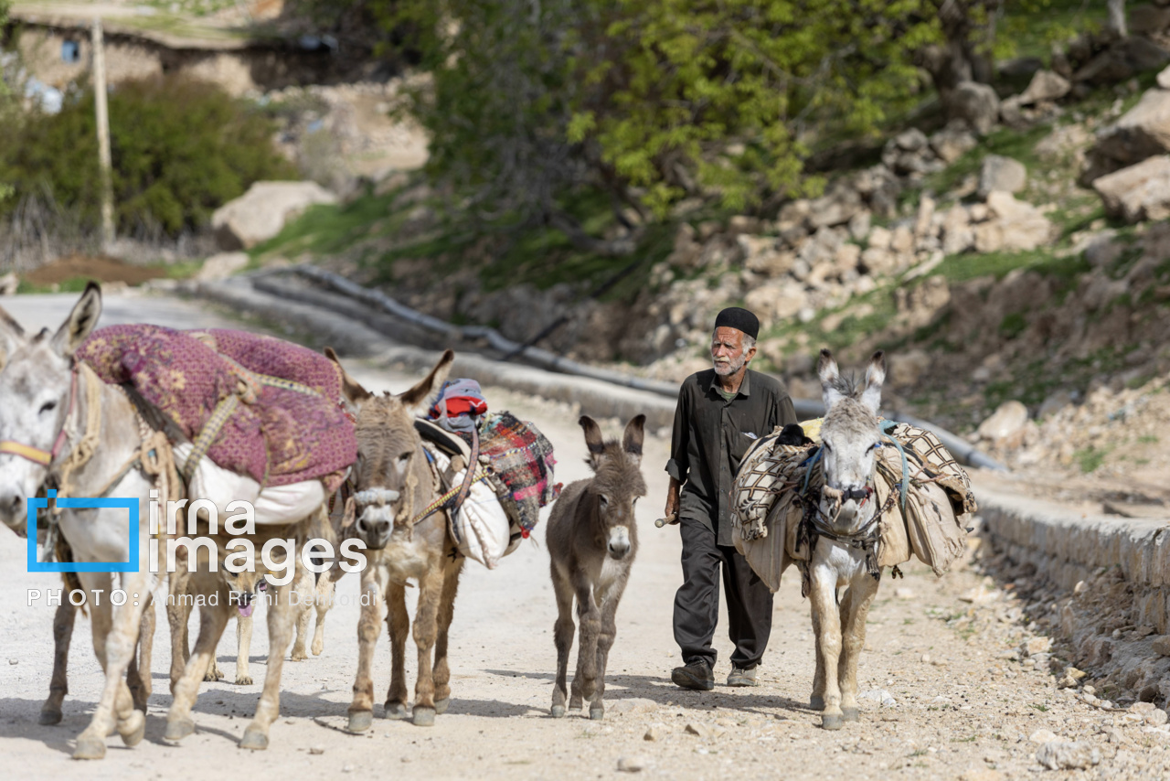 آغاز آیین سنتی کوچ پاییزی عشایر از چهارمحال و بختیاری