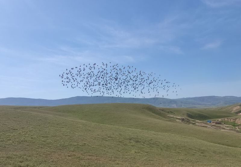 کمک سارهای گلوسرخ به نابودی ملخ مراکشی در گلستان